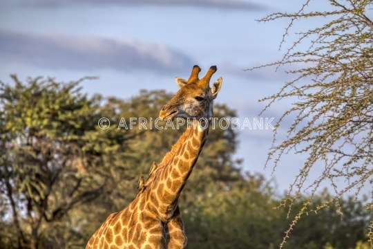 giraffe portrait