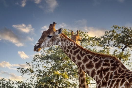 giraffe portrait