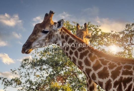 giraffe portrait