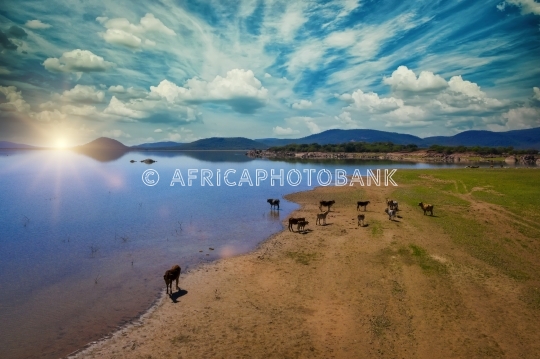cattle on the pasture