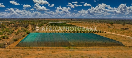 african agriculture