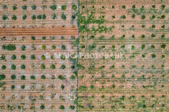 aerial orange trees plantation