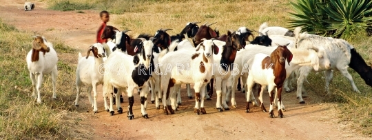 kid with goats