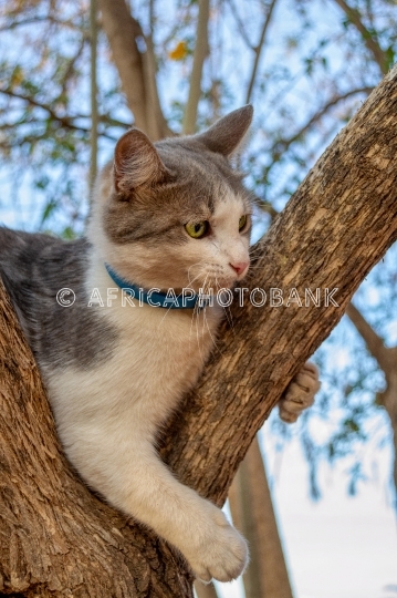 cat in the tree