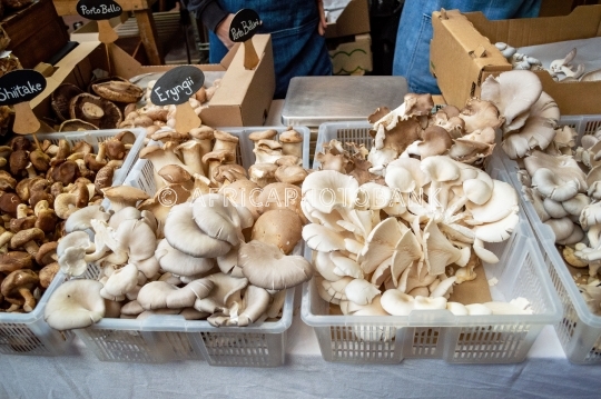 various mushrooms
