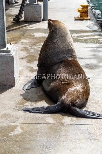 seal in harbor