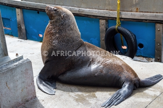 seal in harbor