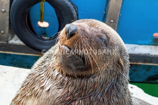 seal in harbor