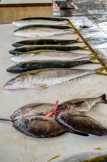 fresh fish