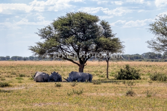 rhino herd