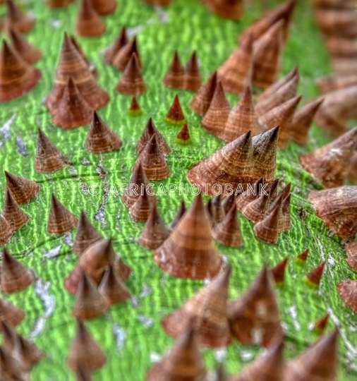 thorny tree