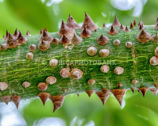 thorny tree