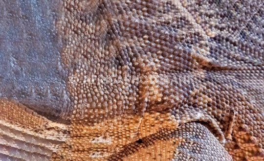 skin lizard