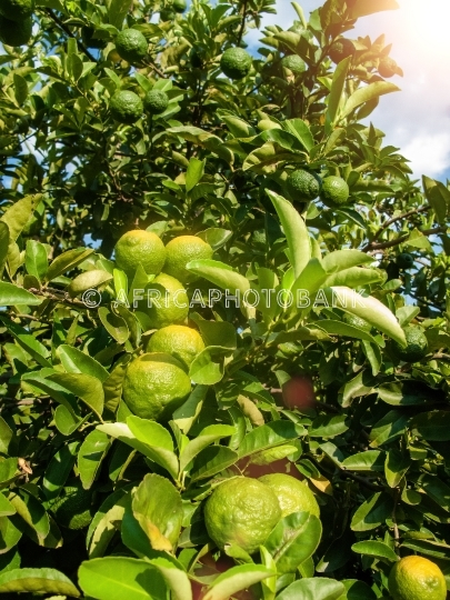 green lemons