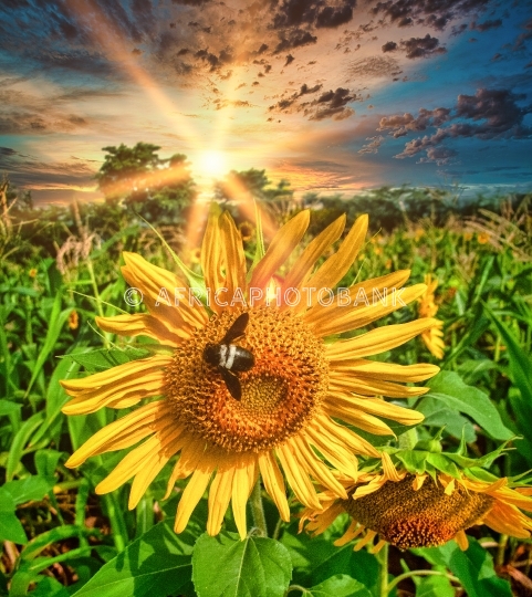 sunflower plants