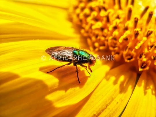 common fly