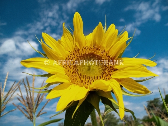 Single sunflower