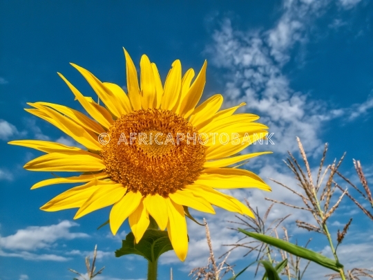 Single sunflower
