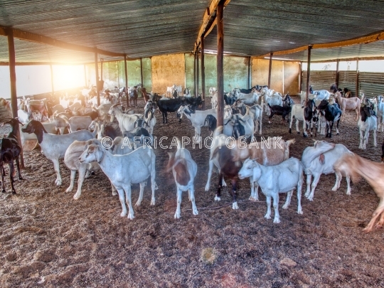 goat farm