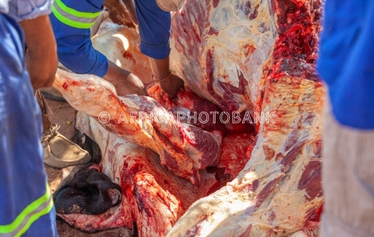 cow slaughter