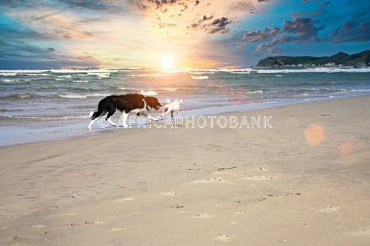dogs play