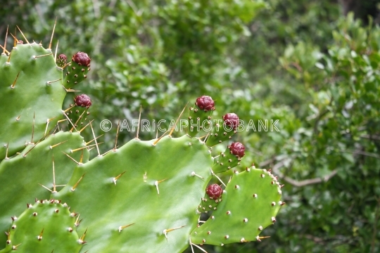 cactus flower