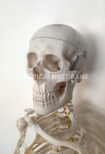 skeleton head