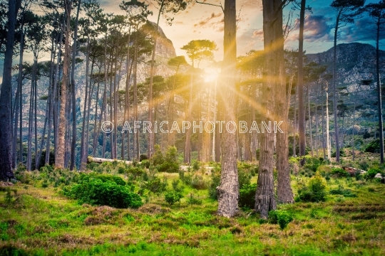 African tree