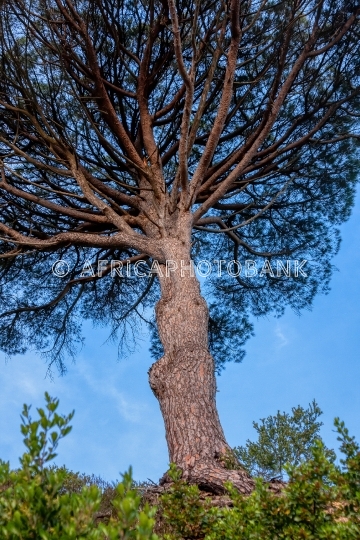 African tree