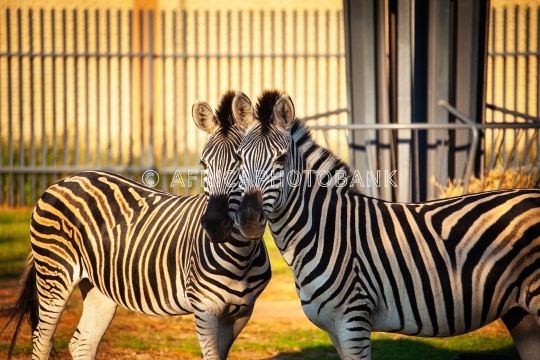zoo zebra