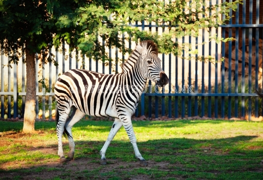 zoo zebra
