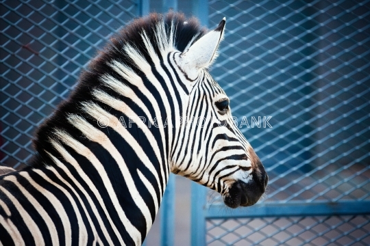 zoo zebra