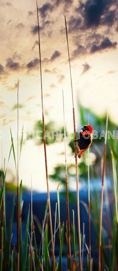 Southern Red Bishop