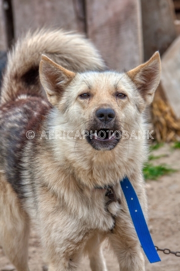 chained dog