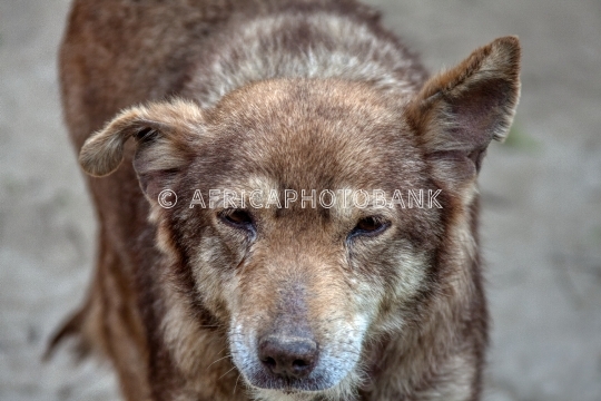 old dog