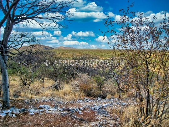 african landscape