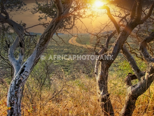 African bush