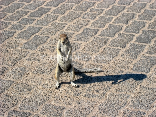 African ground squirrels 