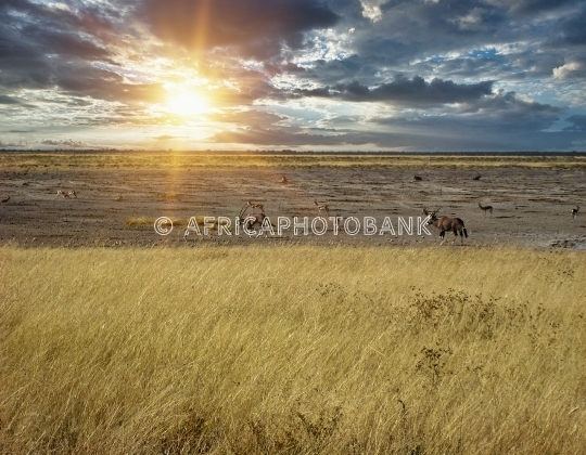 sable antelope