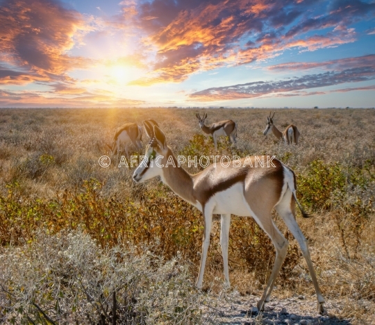 impala antelope
