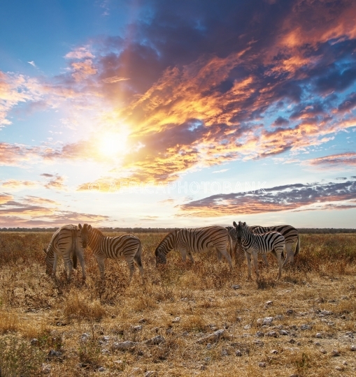 zebra herd