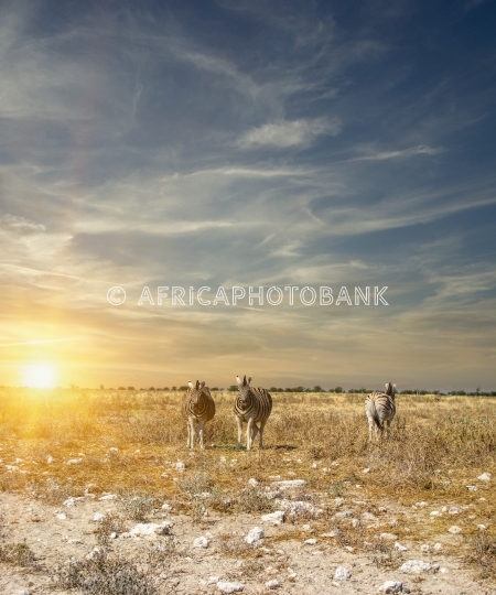 zebra herd