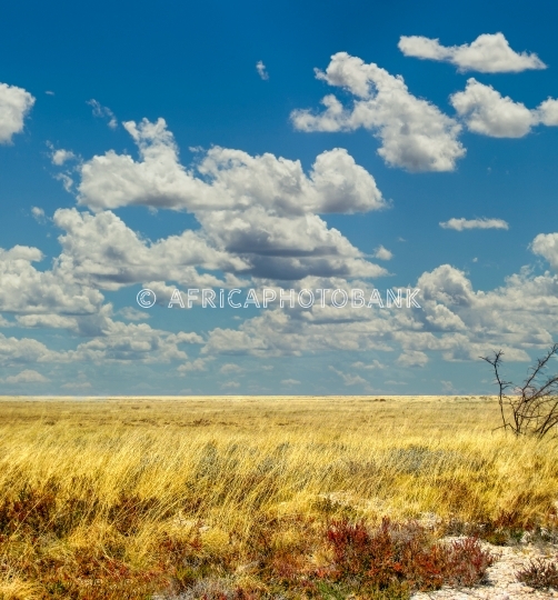Namibian deserted land