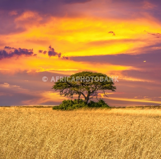 Acacia tree