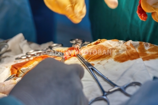 surgeon at work