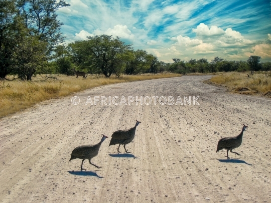 guineafowl birds