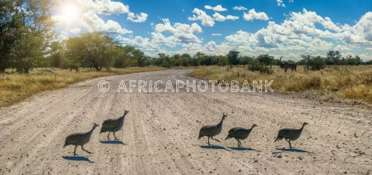 guineafowl birds