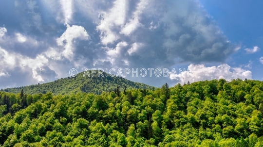 mountain pine woods