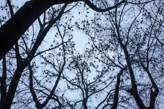 frozen birds