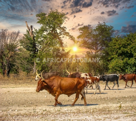 African cattle